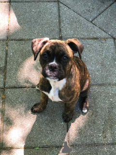 Photo №2 to announcement № 42509 for the sale of boxer - buy in United States breeder