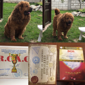 Photo №4. I will sell tibetan mastiff in the city of Drohobych. private announcement - price - 1101$