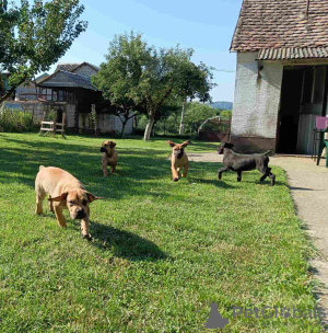 Photo №2 to announcement № 120751 for the sale of english mastiff - buy in Serbia 