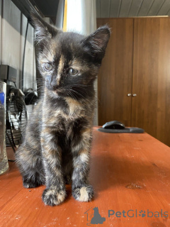 Photo №4. I will sell  in the city of Moscow river. private announcement - price - Is free