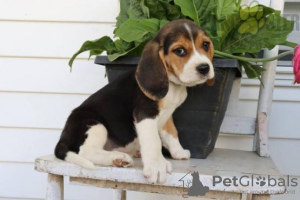 Photo №2 to announcement № 28507 for the sale of beagle - buy in Portugal private announcement