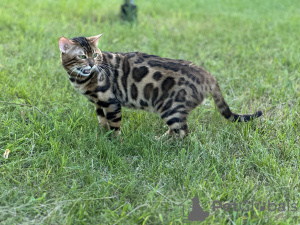 Additional photos: Gorgeous Bengal cat - GrandInterChampion of the breed