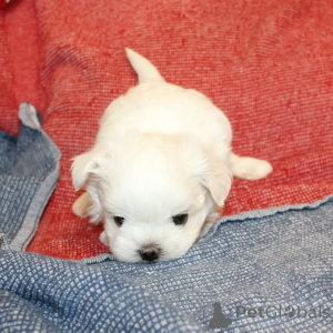 Photo №1. maltese dog - for sale in the city of Helsinki | 516$ | Announcement № 164000