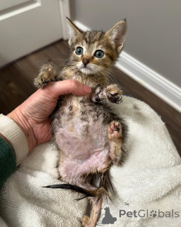 Photo №2 to announcement № 150616 for the sale of bengal cat - buy in Germany from the shelter, breeder