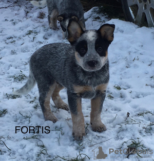 Photo №4. I will sell australian cattle dog in the city of Kaunas. from nursery - price - 1374$