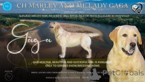 Photo №1. labrador retriever - for sale in the city of Kloštar Podravski | negotiated | Announcement № 135443