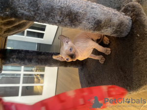 Photo №2 to announcement № 109181 for the sale of sphynx cat - buy in United States private announcement