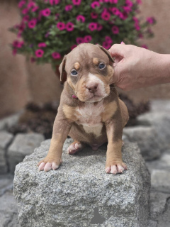 Photo №1. american bully - for sale in the city of Sremska Mitrovica | negotiated | Announcement № 140709