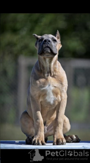 Photo №4. I will sell cane corso in the city of Belgrade. breeder - price - negotiated