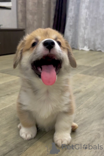 Photo №4. I will sell non-pedigree dogs in the city of Irkutsk. from nursery, breeder - price - 609$