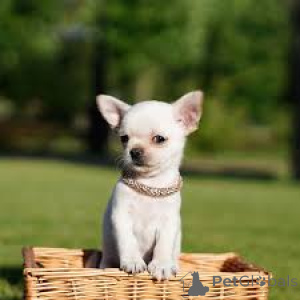 Photo №2 to announcement № 166588 for the sale of chihuahua - buy in Belgium private announcement, breeder