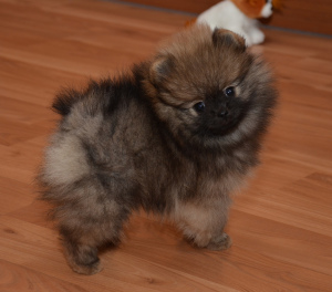 Photo №1. pomeranian - for sale in the city of Москва | 1088$ | Announcement № 6437