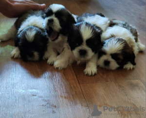 Photo №1. shih tzu - for sale in the city of Krivoy Rog | 230$ | Announcement № 67190