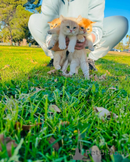 Photo №2 to announcement № 163493 for the sale of british shorthair - buy in Switzerland from the shelter