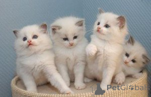 Photo №1. ragdoll - for sale in the city of Hamburg | 258$ | Announcement № 154173