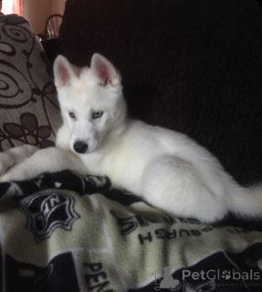 Photo №3. Ready for a flurry of love? Meet our adorable husky pup looking for a forever. Australia