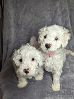 Photo №1. maltese dog - for sale in the city of New York Mills | 410$ | Announcement № 83624