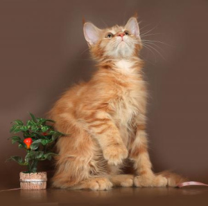 Photo №1. maine coon - for sale in the city of Moscow | 400$ | Announcement № 964