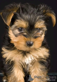 Photo №3. Toilet trained vet Checked Yorkshire Terrier. United States