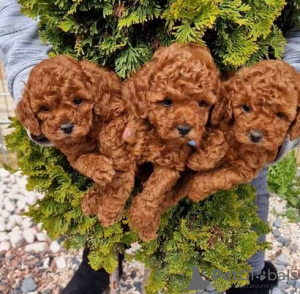 Photo №2 to announcement № 93844 for the sale of poodle (toy) - buy in Serbia 