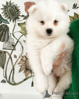 Photo №3. Samoyed puppies samojed male / female FCI. Poland