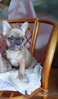 Photo №1. french bulldog - for sale in the city of Minsk | 516$ | Announcement № 161753