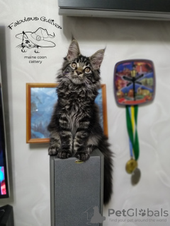Photo №1. maine coon - for sale in the city of Kamenskoe | 800$ | Announcement № 10871