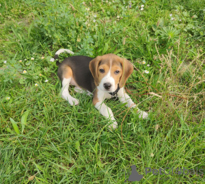 Photo №1. beagle - for sale in the city of Братислава | negotiated | Announcement № 20978