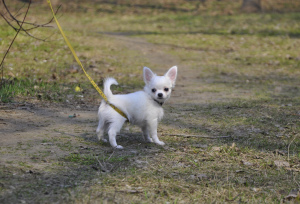 Photo №2 to announcement № 1419 for the sale of chihuahua - buy in Russian Federation from nursery, breeder
