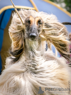 Photo №1. afghan hound - for sale in the city of St. Petersburg | negotiated | Announcement № 9040
