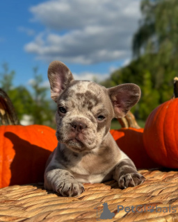 Photo №3. French Bulldogs for adoption. Germany