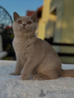 Photo №1. british shorthair - for sale in the city of Augsburg | negotiated | Announcement № 153741