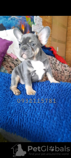 Photo №1. french bulldog - for sale in the city of Kiev | 1374$ | Announcement № 38329