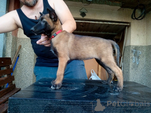 Photo №2 to announcement № 148223 for the sale of malinois - buy in Serbia 