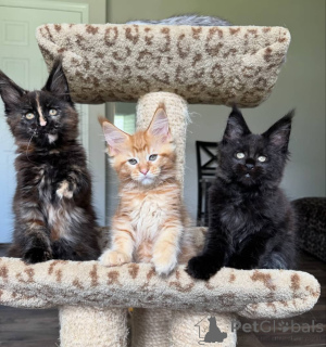 Photo №3. XL Maine Coon kittens for sale -TICA registered!. Canada