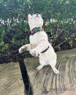 Photo №2 to announcement № 152739 for the sale of bengal cat - buy in Switzerland private announcement