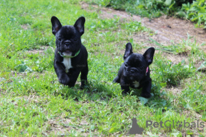 Photo №1. french bulldog - for sale in the city of Москва | negotiated | Announcement № 55806