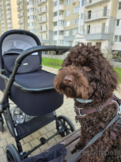 Photo №2 to announcement № 144856 for the sale of labradoodle - buy in United States breeder