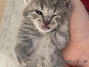 Photo №2 to announcement № 139326 for the sale of british shorthair - buy in Ireland private announcement