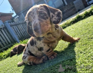 Photo №2 to announcement № 59081 for the sale of dachshund - buy in United States private announcement