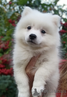 Photo №3. Japanese Spitz puppies. Ukraine