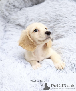 Photo №4. I will sell dachshund in the city of Gelsenkirchen. private announcement, from nursery, from the shelter - price - 528$