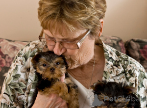Photo №2 to announcement № 144935 for the sale of yorkshire terrier - buy in Austria private announcement