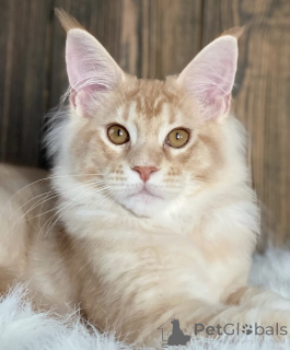 Photo №2 to announcement № 163466 for the sale of maine coon - buy in Germany breeder