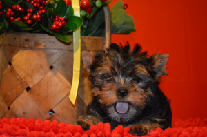 Photo №3. Yorkshire terrier puppy for sale. Russian Federation