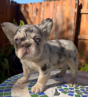 Photo №4. I will sell french bulldog in the city of Kerker. breeder - price - 361$