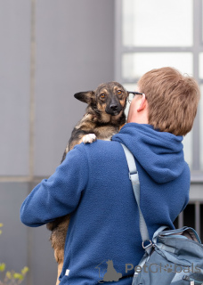 Photo №4. I will sell non-pedigree dogs in the city of St. Petersburg. private announcement - price - Is free