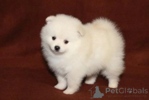 Photo №1. pomeranian - for sale in the city of Bundenbach | 361$ | Announcement № 178872