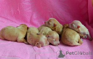 Photo №1. maltipu - for sale in the city of Kiev | 1500$ | Announcement № 167463