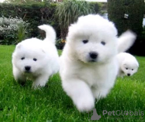 Photo №2 to announcement № 75806 for the sale of samoyed dog - buy in Lithuania private announcement, breeder